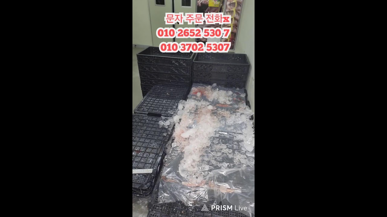 법성언니 라이브 방송