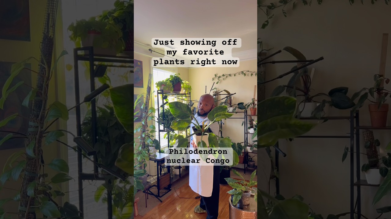Favorite plants in the room currently #plantroom #houseplant #indoorjungle #indoorplant
