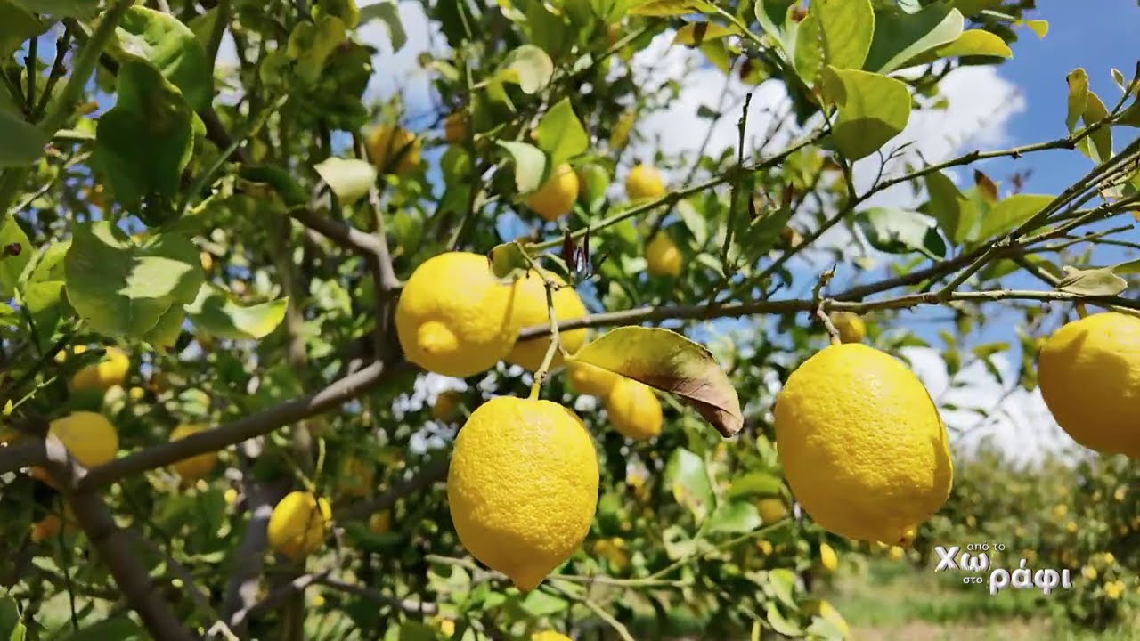 Λεμόνι | Από το Χωράφι στο Ράφι
