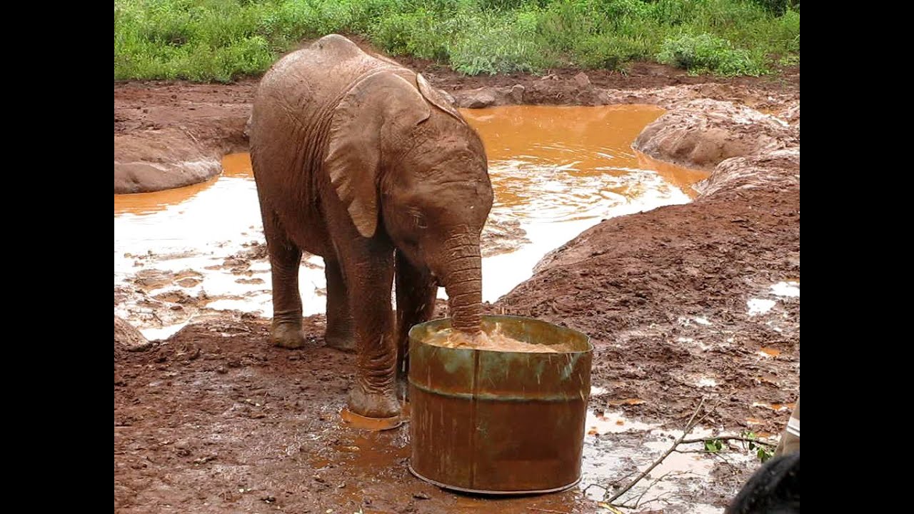 Baby elephant playing with his water