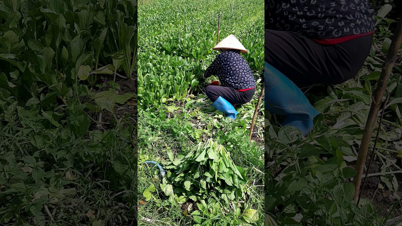 C&aacute;ch thu hoạch cải ngọt