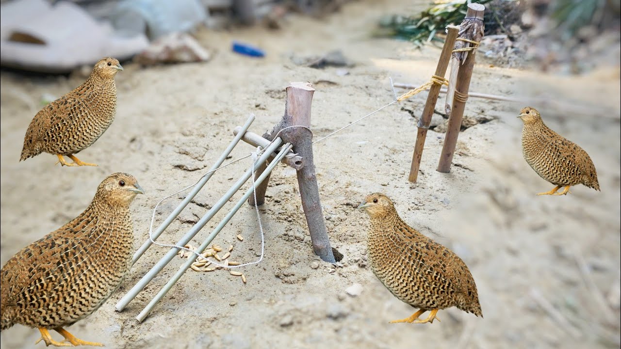 Amazing Quick Unique DIY Parrot Trapping Technique Using Cardboard Box and Axe #birds 