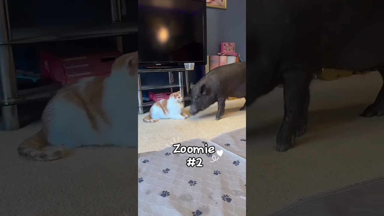 Chucky ZOOMIES 