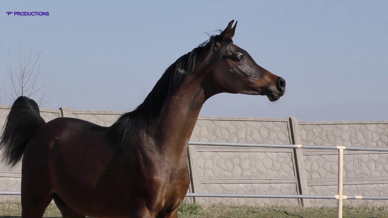 WOLARE, 2018 Arabian Stallion