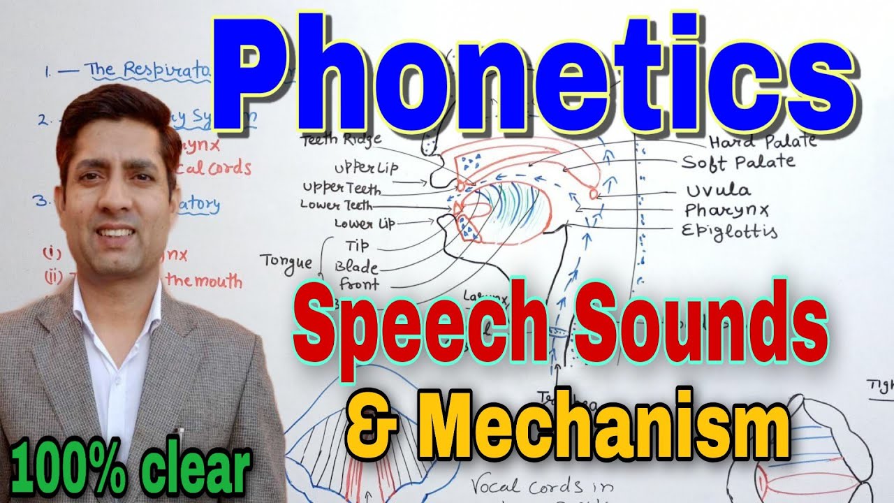 Organs of Speech | Speech Mechanism | Phonetics | organs of speech in english