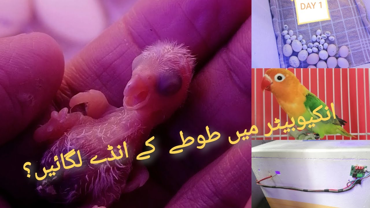Incubator Result || Hatching Parrots Eggs in homemade Eggs Incubator || Procedure of Hatching Eggs||