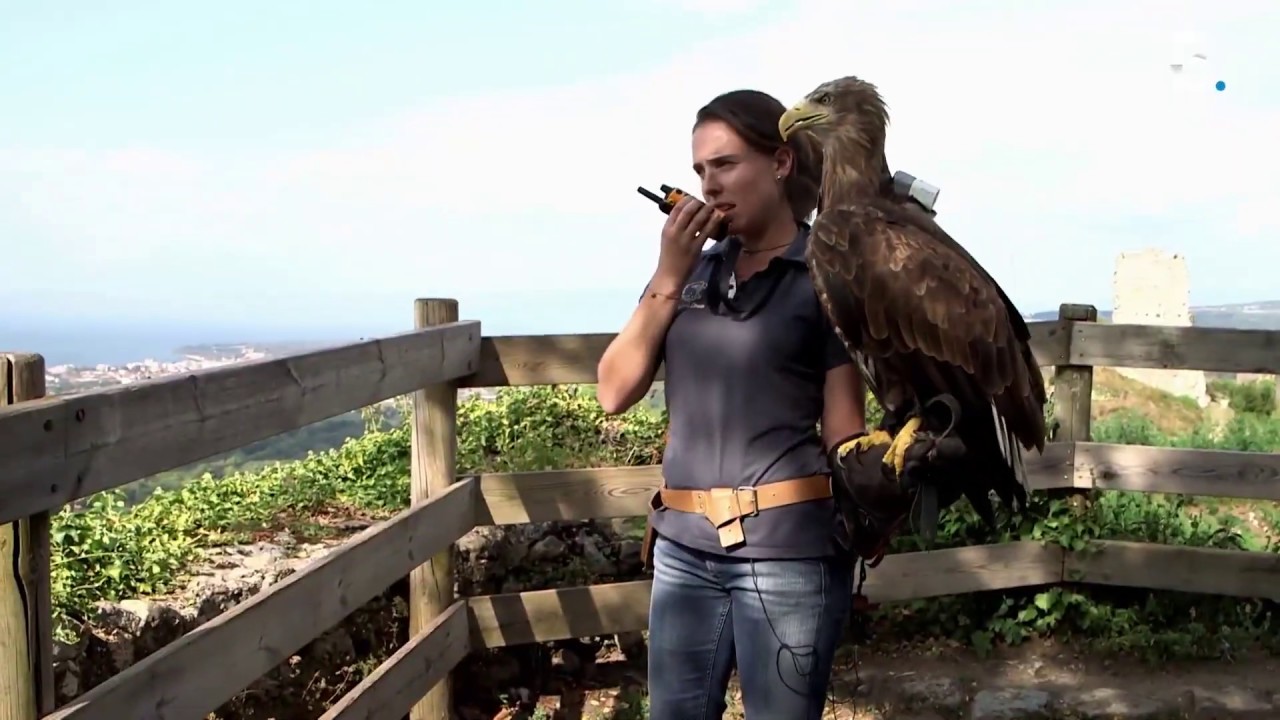 Ce fauconnier entraîne des aigles nés en captivité à retrouver la nature