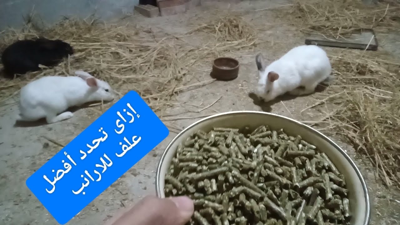 ازاى تختار العلف المناسب لتربية الارانب