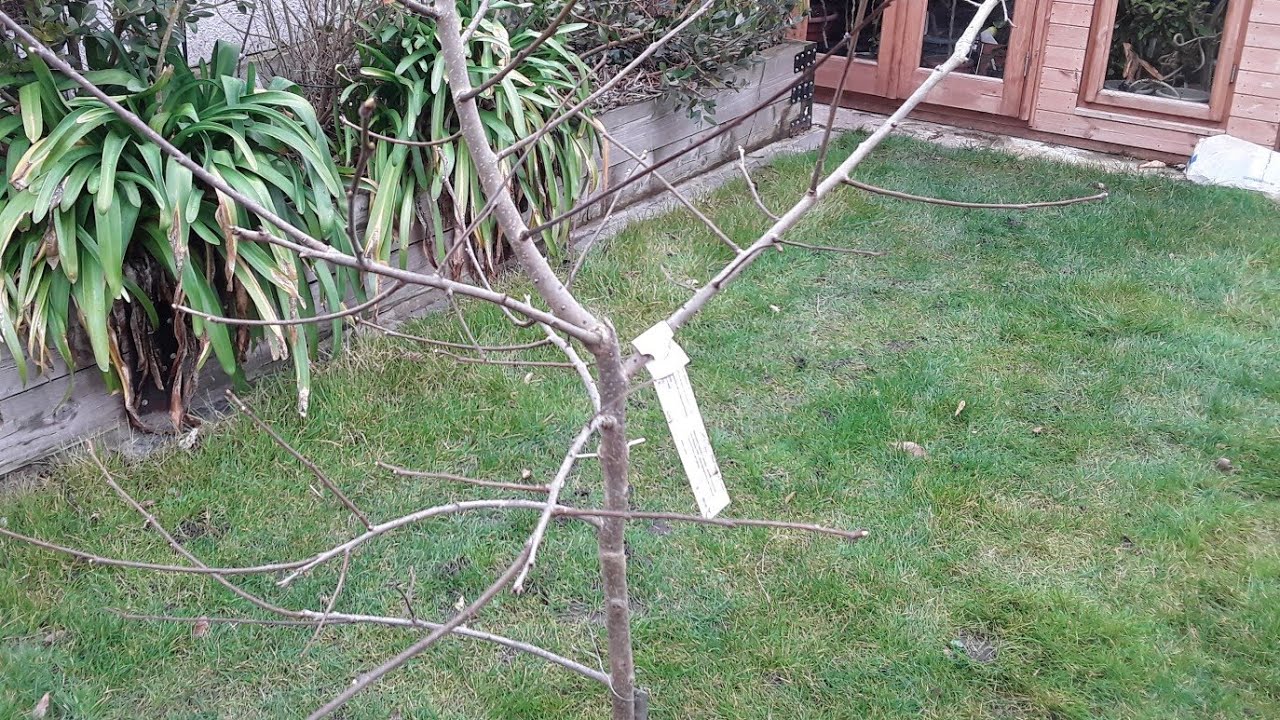 Hybrid persimmon Russian Beauty ( Rosseyanka ), Spring assessment and tidy up.