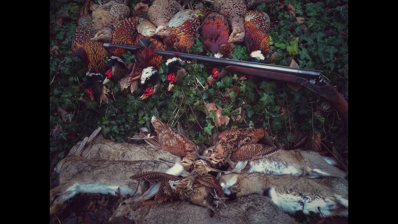 [CHASSE AUX PETITS GIBIERS] Une SUPERBE chasse GIBOYEUSE 100% SAUVAGE !!