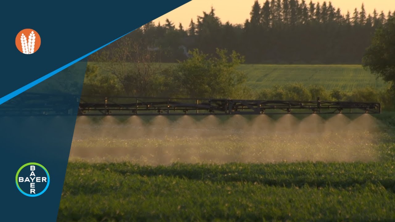 Cereal Fungicides: Tackling Fusarium Head Blight