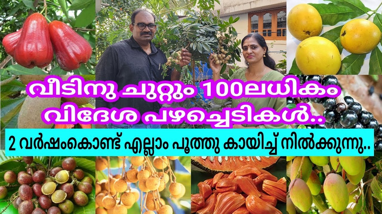 ഈ വളങ്ങൾ മതി പഴചെടികൾ  പൂക്കാനും, കായ്ക്കാനും/ വീടിനുചുറ്റും100ലധികം വിദേശ പഴ ചെടികളുമായി വീട്ടമ്മ..