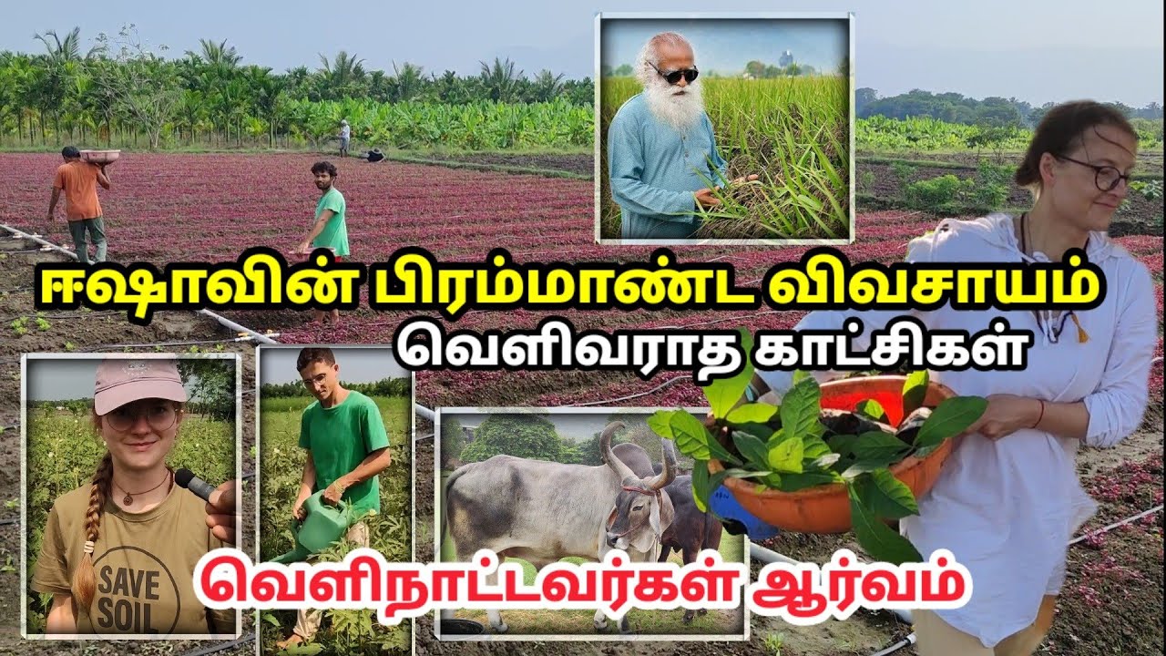 சத்குருவின் பிரம்மாண்ட மாட்டுப்பண்ணை, விவசாயம் Sadhguru's Biggest Farming , cowsheds