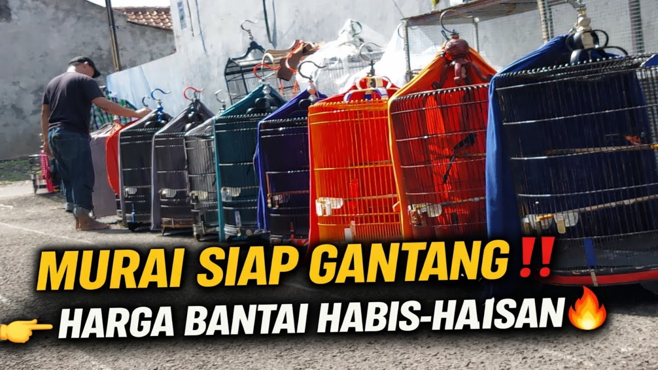MEWAH BENER‼️ MURAI MATERI SIAP GANTANG 🔥 GALERI BURUNG KONTES AKHIR BULAN INI