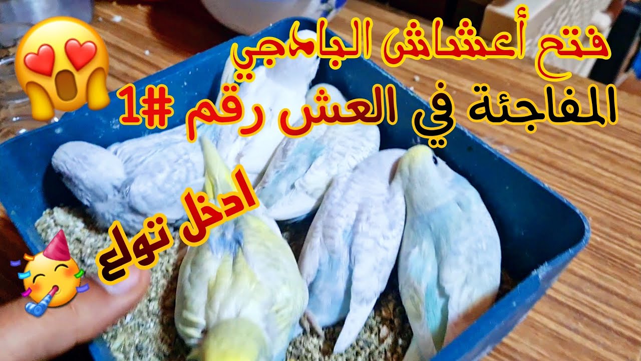 فتح 17 عش بادجي و المفاجئة في العش رقم واحد 😍 دخل تولع معايا