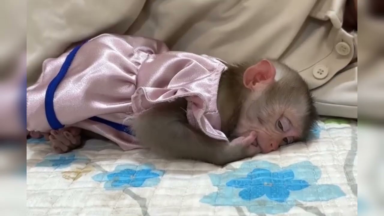 Funny Monkey Videos Ep87#lovely #cute #adorable #newborn #animals  #obedient #monkey#cat #duet
