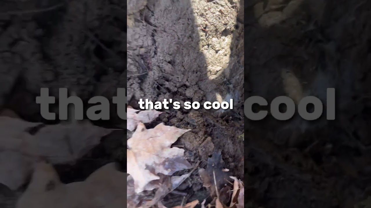 Flipping rocks to find&hellip;