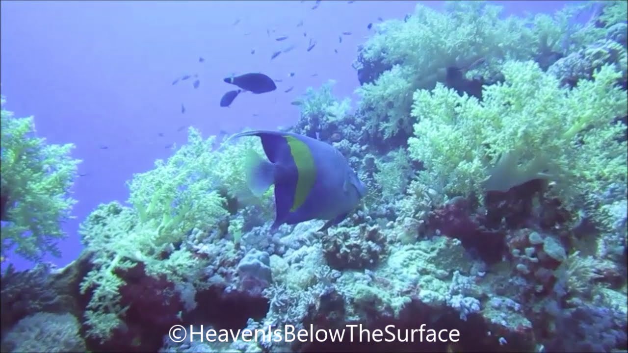 Scuba Diving - Deep dive @ Malahi - Marsa Alam - Egypt