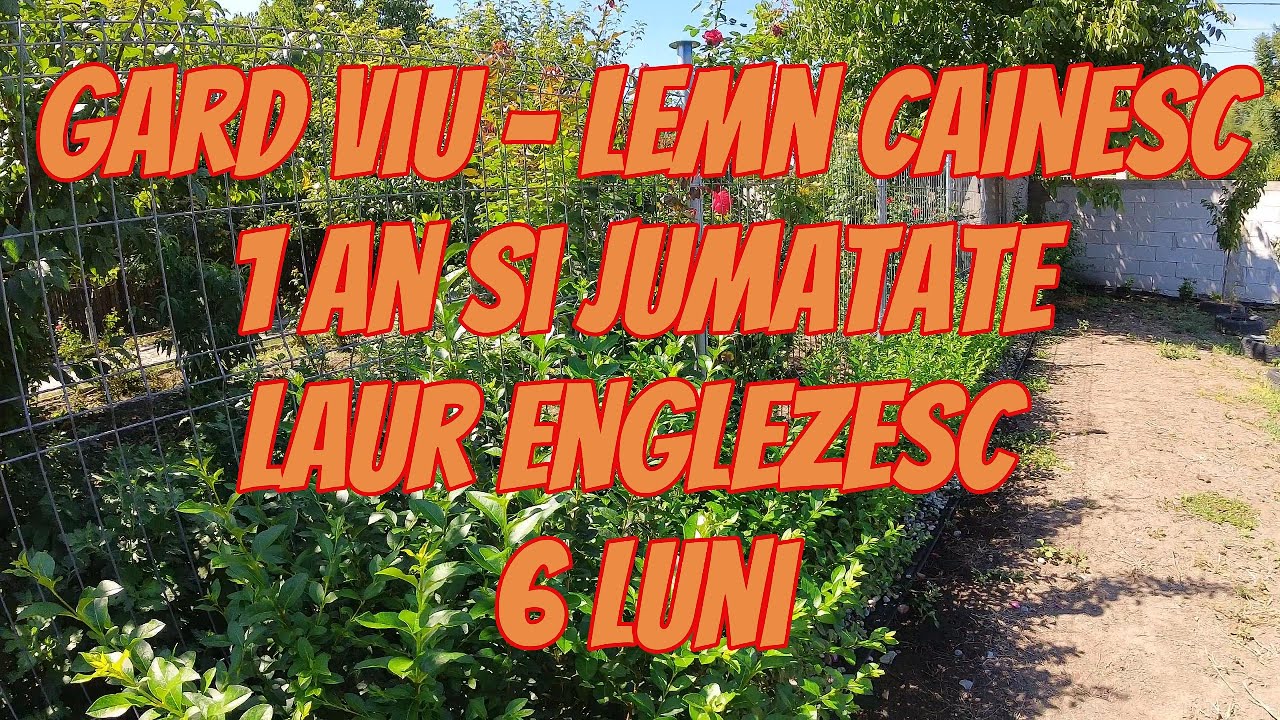 Gard viu din Lemn cainesc la 1 an si jumatate si Laur englezesc la 6 luni #diy #fence #garden
