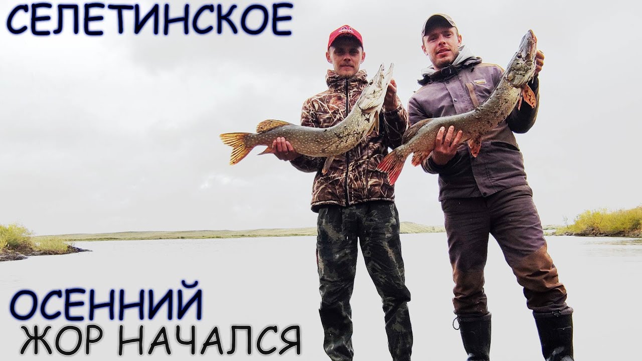 ОСЕННЯЯ РАЗДАЧА ХИЩНИКА