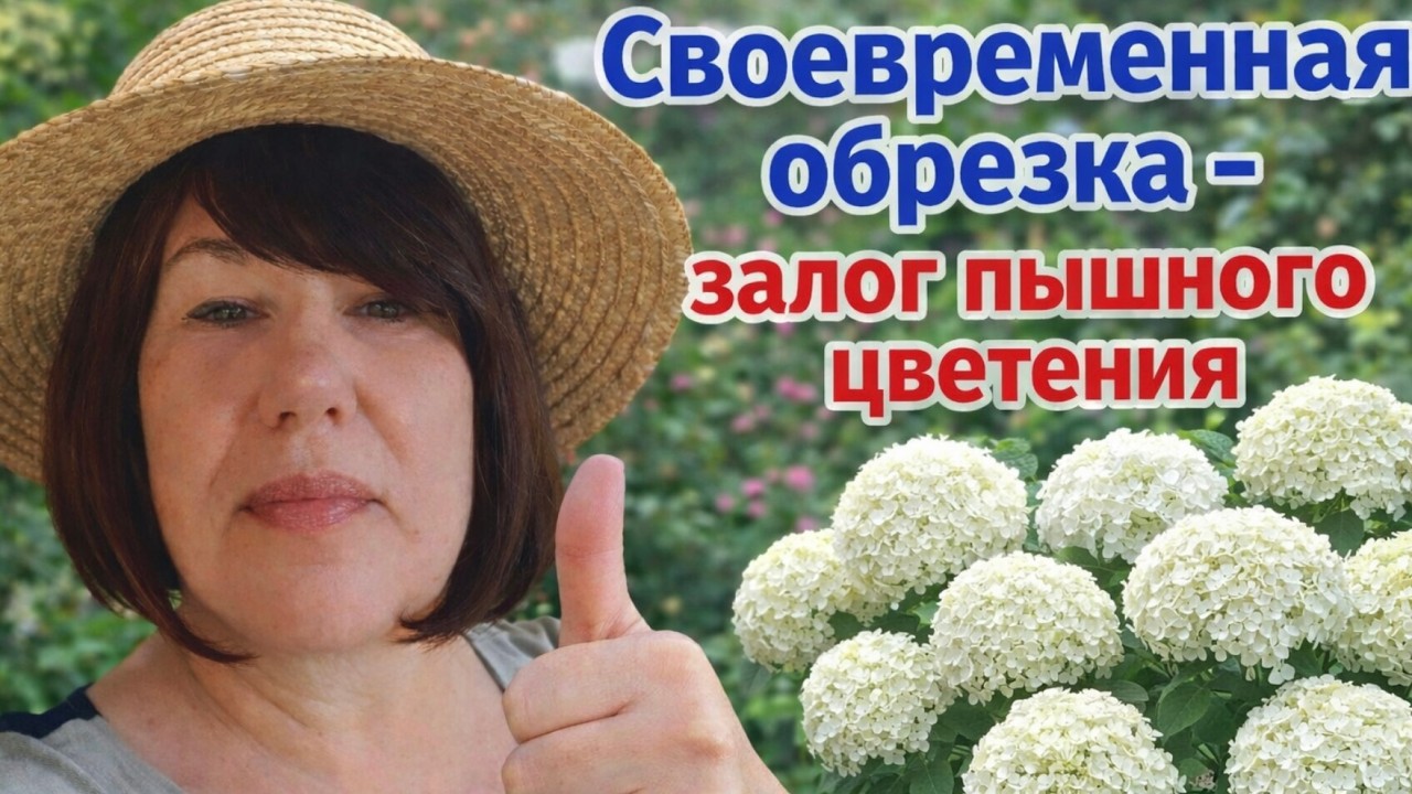 Весенняя обрезка древовидной гортензии. Когда и как обрезать древовидную гортензию