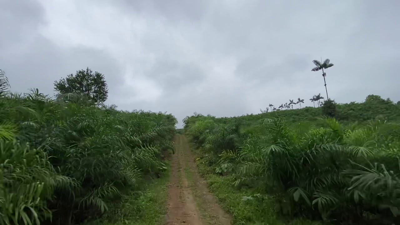 Lotes de 3 hectáreas En Venta  Ecuador 🇪🇨 — Pedro Vicente Maldonado