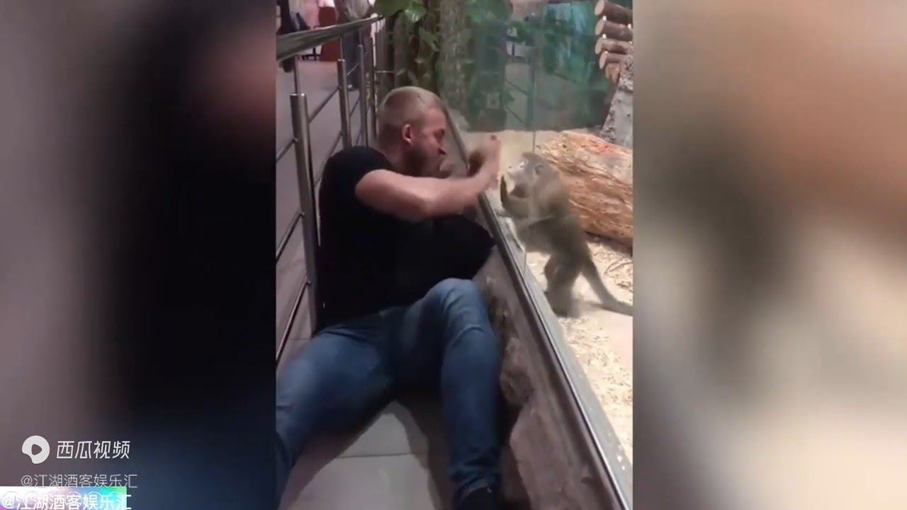 Best funny animal videos tik tok 2022 #26