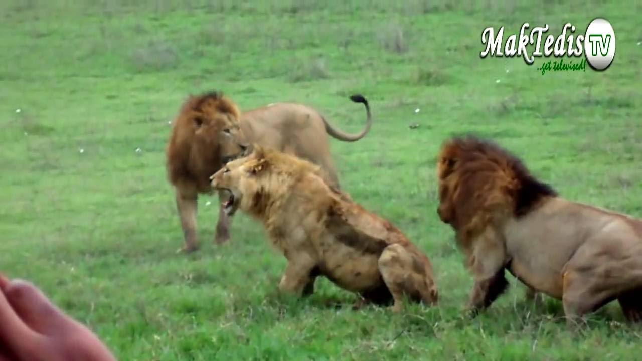 Facts about African Lion: Young Lions tend to fight the older male in a pride | Bula TV