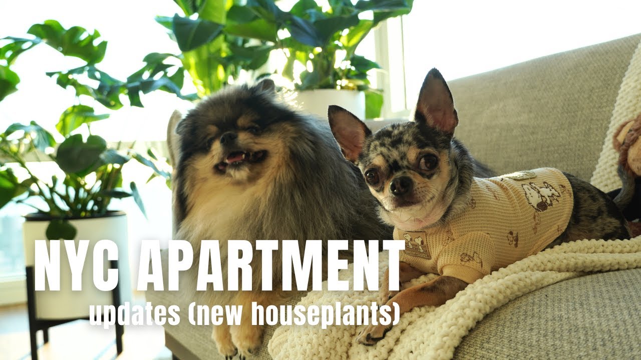NYC Apartment Updates: Incorporating Houseplant Home Decor | Life in NYC