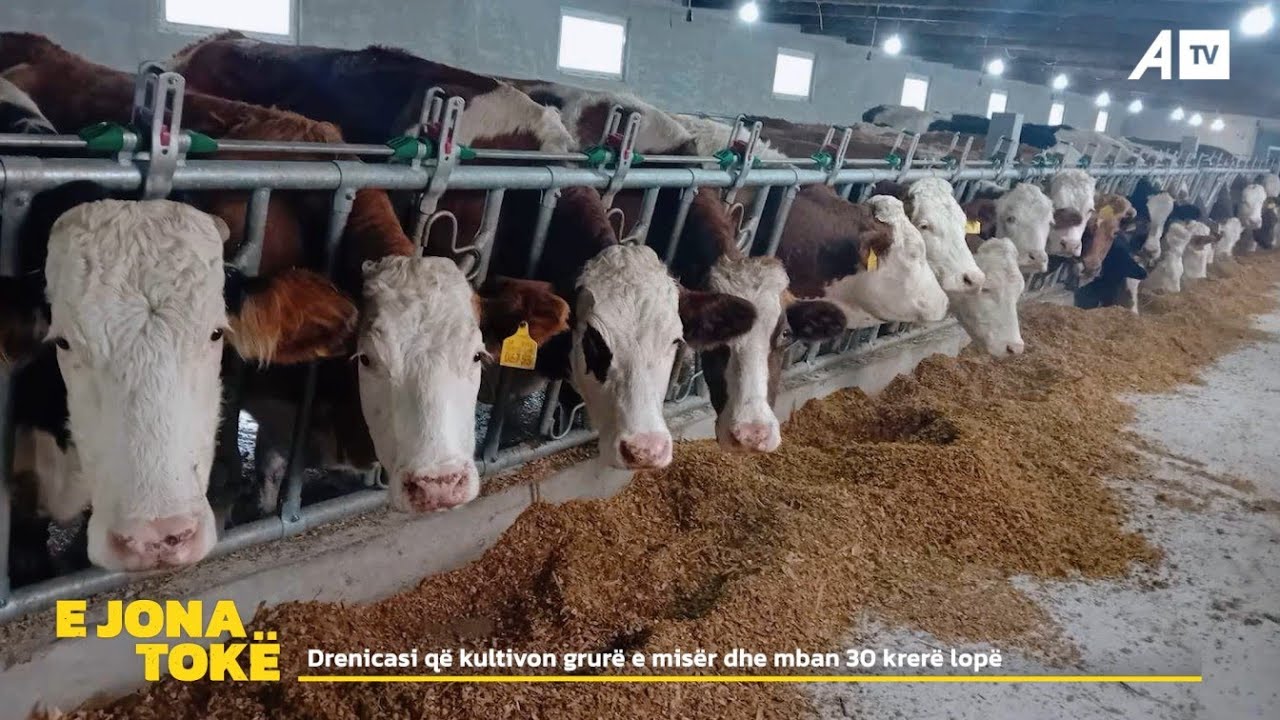 Drenicaku q&euml; kultivon grur&euml; e mis&euml;r dhe mban 30 krer&euml; lop&euml;