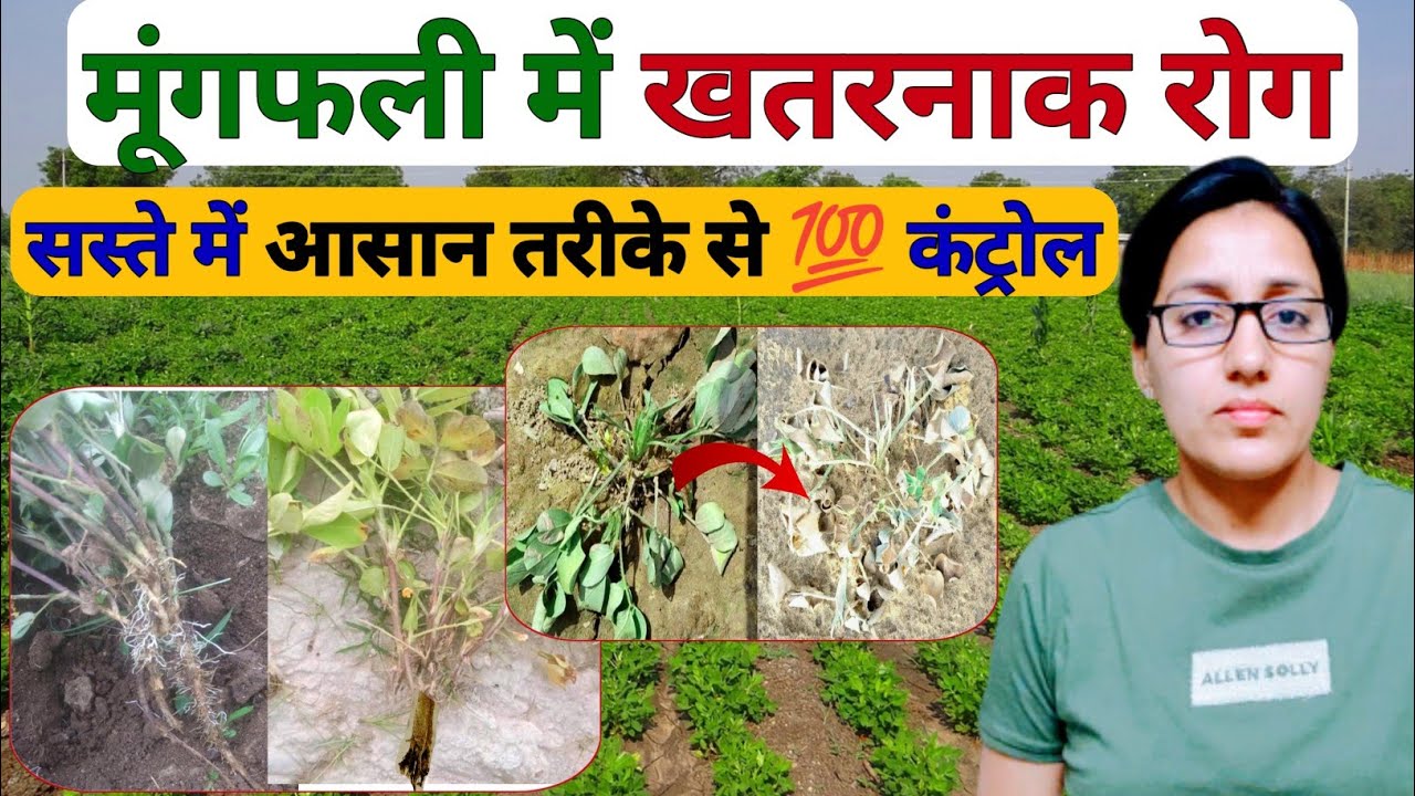 मूंगफली में जड़ तना गलन तुरंत कंट्रोल | Groundnut collar + root rot control | bavistin fungicide