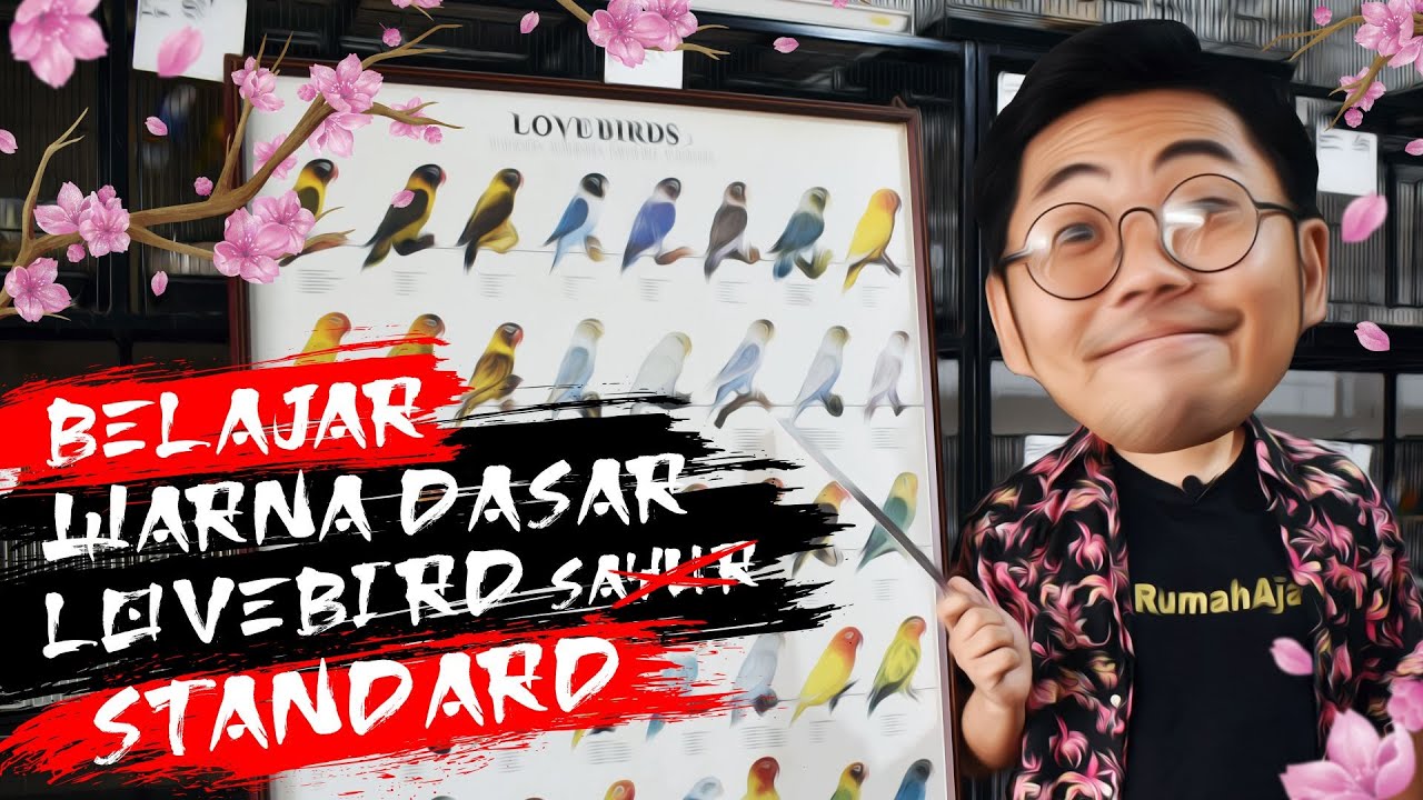 Jenis-jenis Lovebird Standard dan Nama Kerennya
