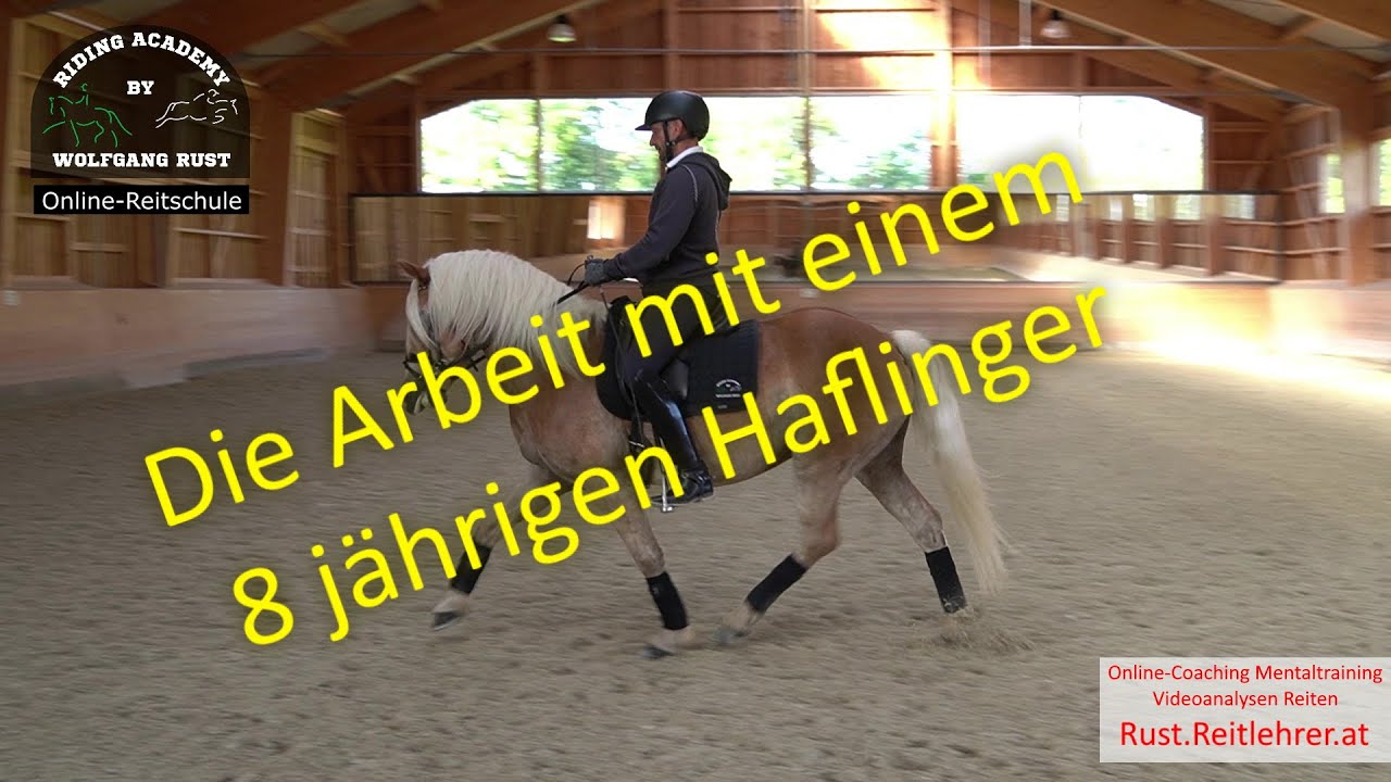 F79: Dressurarbeit mit einem Haflinger! Gründe warum Pferde hochdrücken und schwer zu treiben sind.