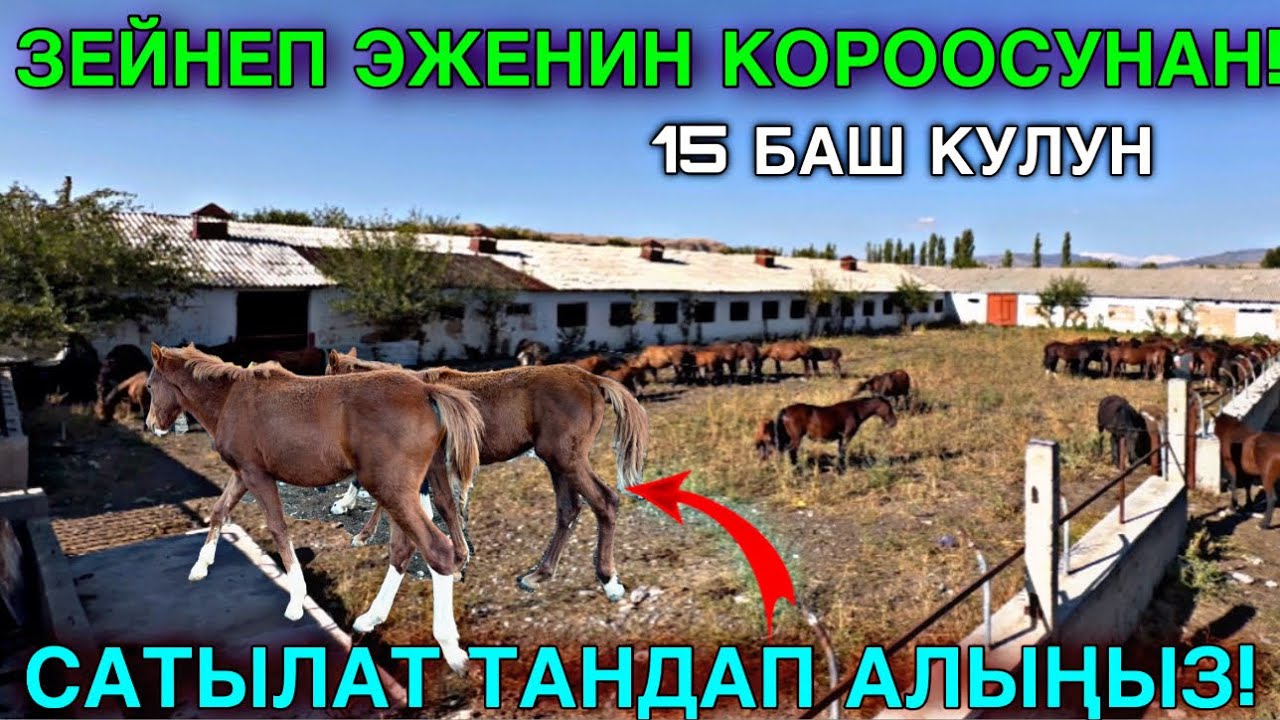 ФЕРМЕР ЗЕЙНЕП ЭЖЕДЕН КУЛУНДАР ЧЫКТЫ 🤯 #байтв