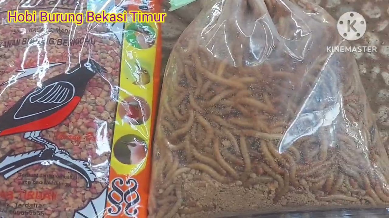 Mengenal Gelatik Batu Merdu wajib dimiliki