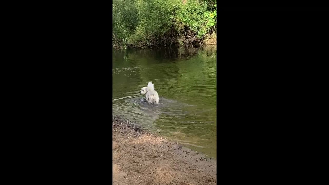 Morning Dip