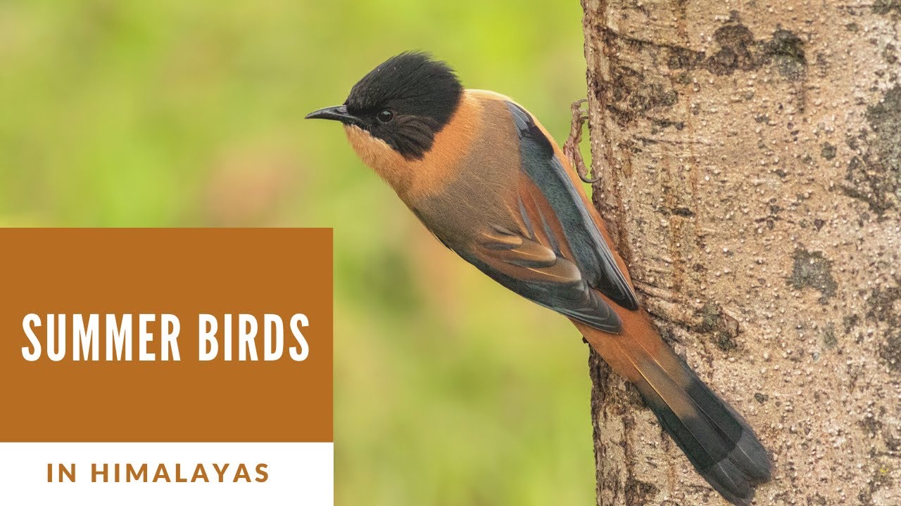 Summer Birding in Mansoona- Nature at it's best.