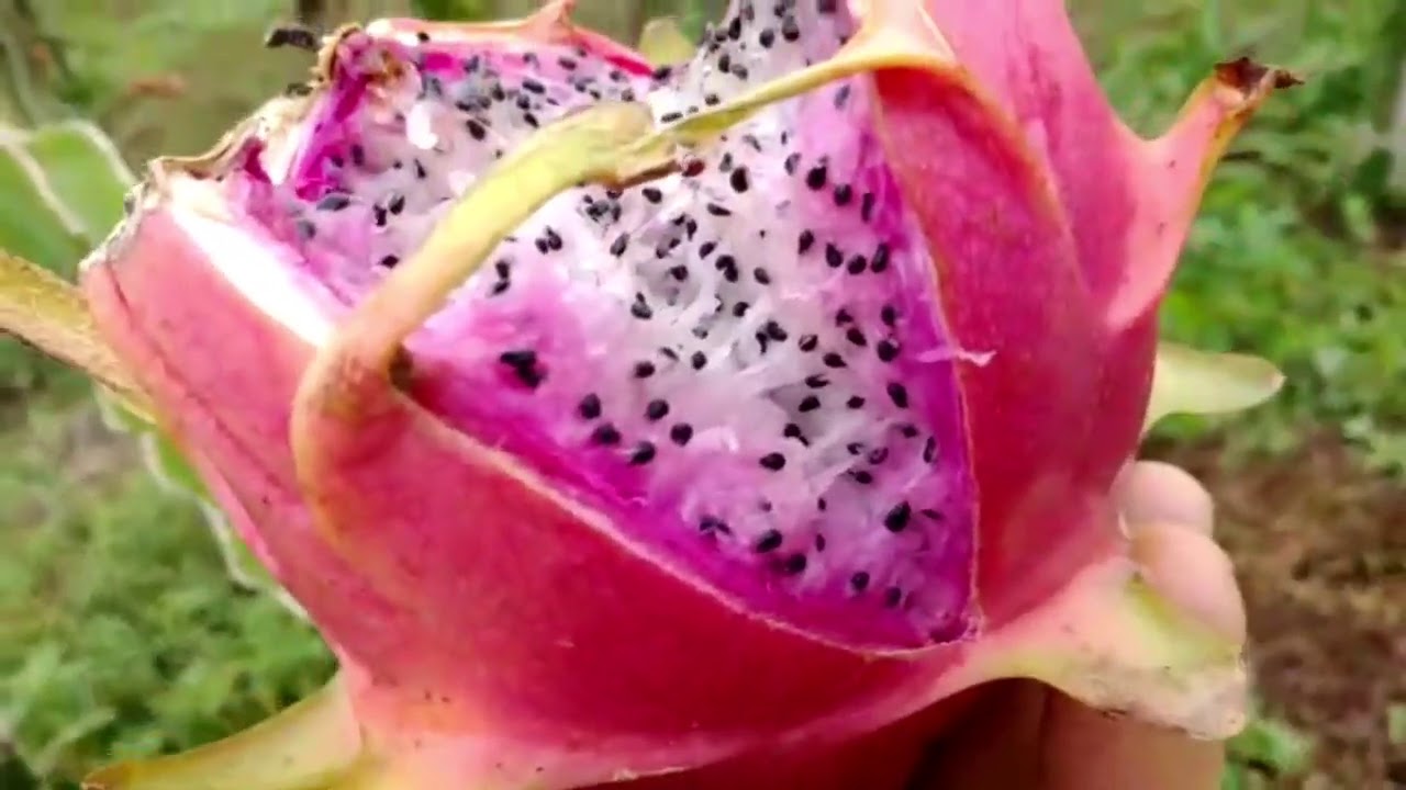 PITAYA CHAMALEON (CAMALEON)