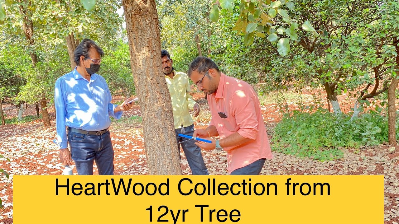 Sandalwood Heartwood collection Tools