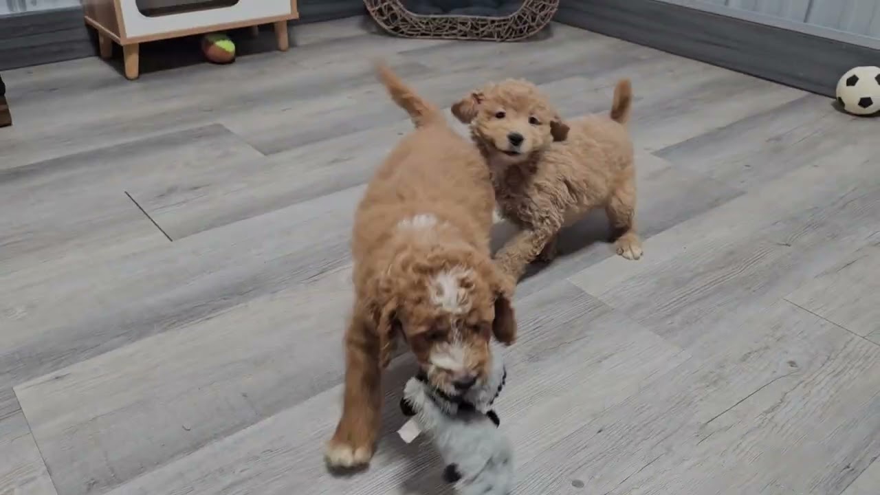 Mux & Mitzy F1b minigoldendoodle puppies 🐶. 