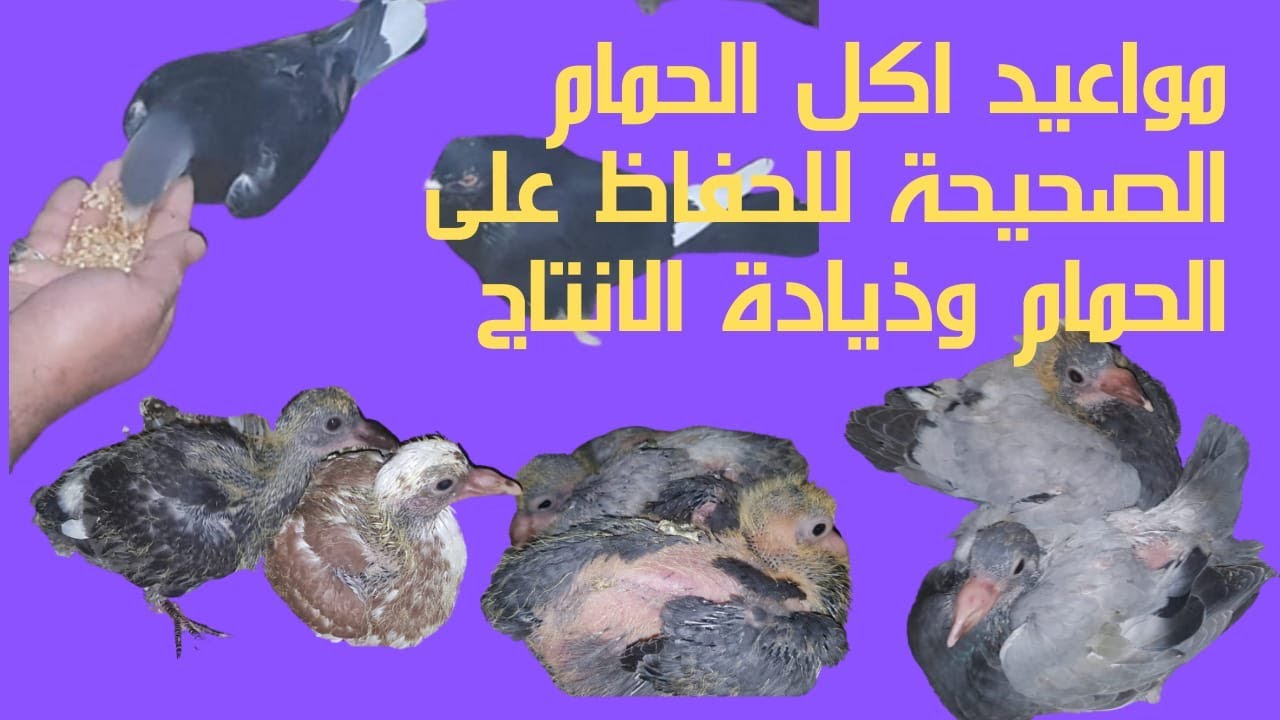 مواعيد تأكيل الحمام| الصحيحة للحفاظ على الحمام وزيادة الانتاج🕊👍🏽👌🏼/2022