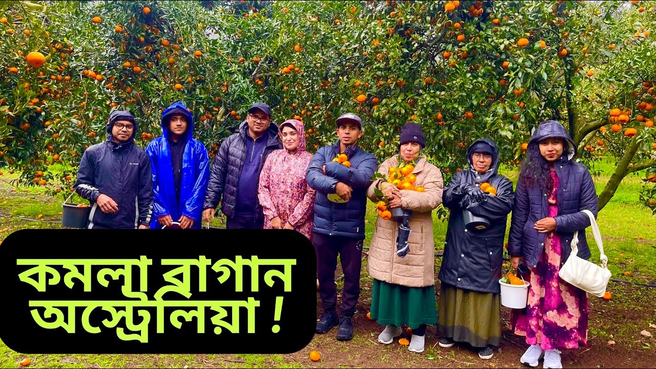 অস্ট্রেলিয়ার কমলা বাগানে আমাদের একটি স্মরণীয় দিন কেটেছে অনেক আনন্দের সাথে | SYDNEY | AUSTRALIA