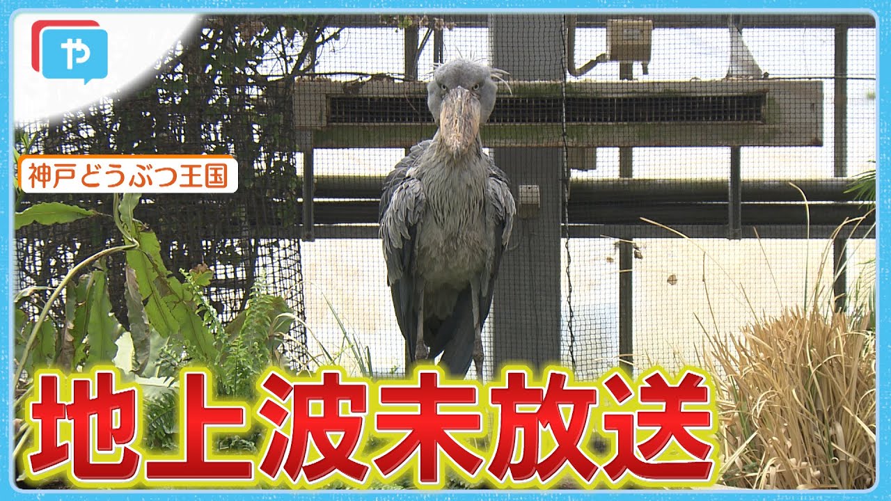 【配信限定】ハシビロコウとにらめっこ！　神戸どうぶつ王国