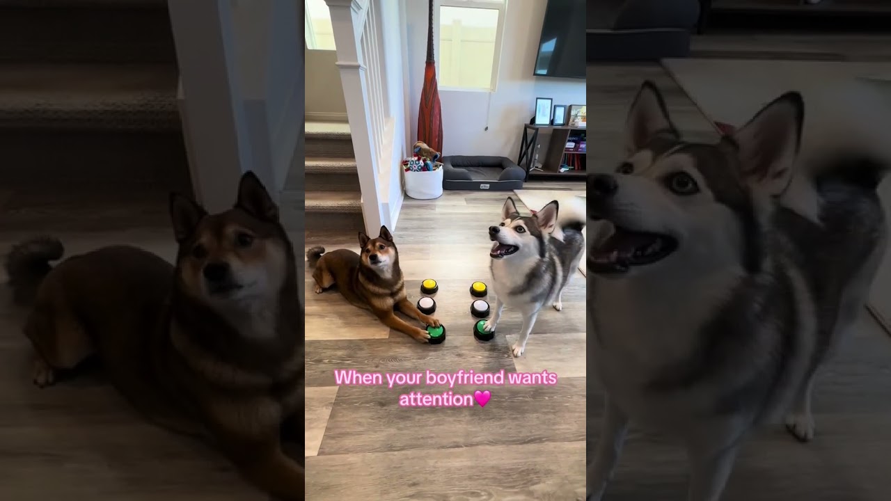 Sapphie the pomsky as Barbie