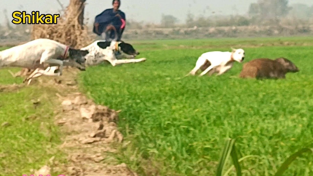 Suar ka shikar 2025 | Wild boar Hunting in India| Pig Hunting | Jangli suar ka shikar.