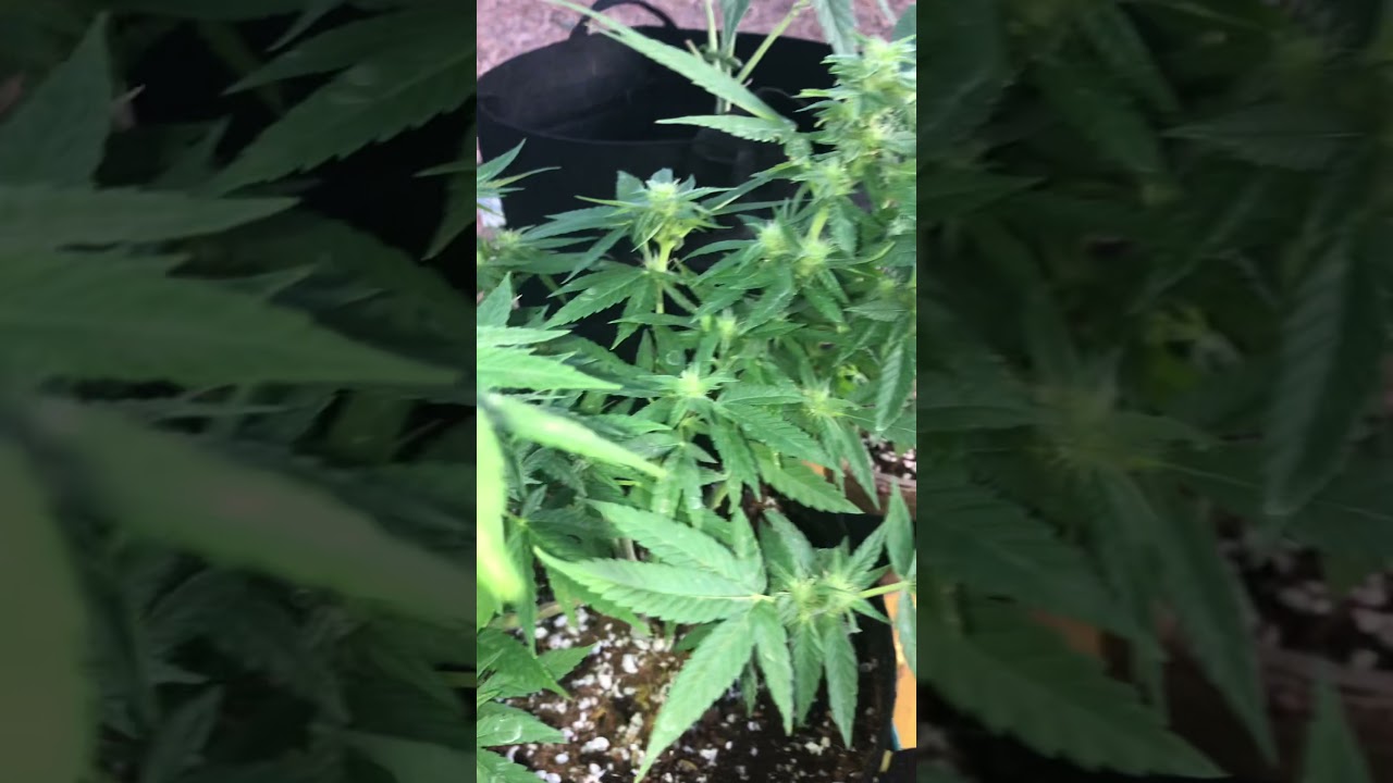 outdoor grow 2021 sfv og and three cherry gelato plants