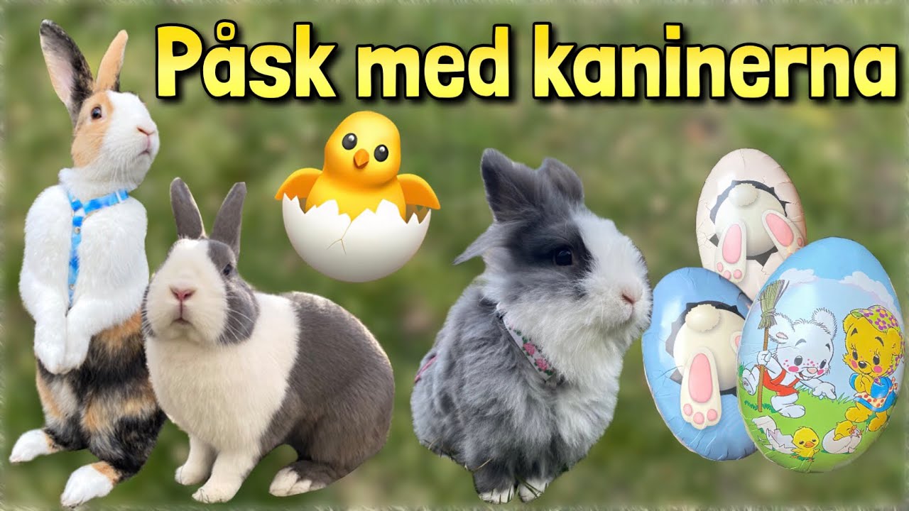 Kaninerna letar påskägg~ FIRAR PÅSK MED KANINERNA