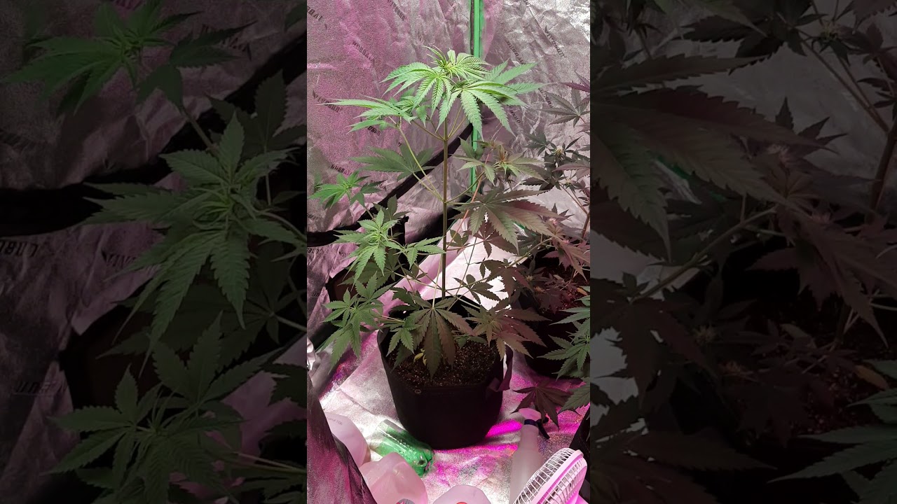 autoflower grow  blueberry glue