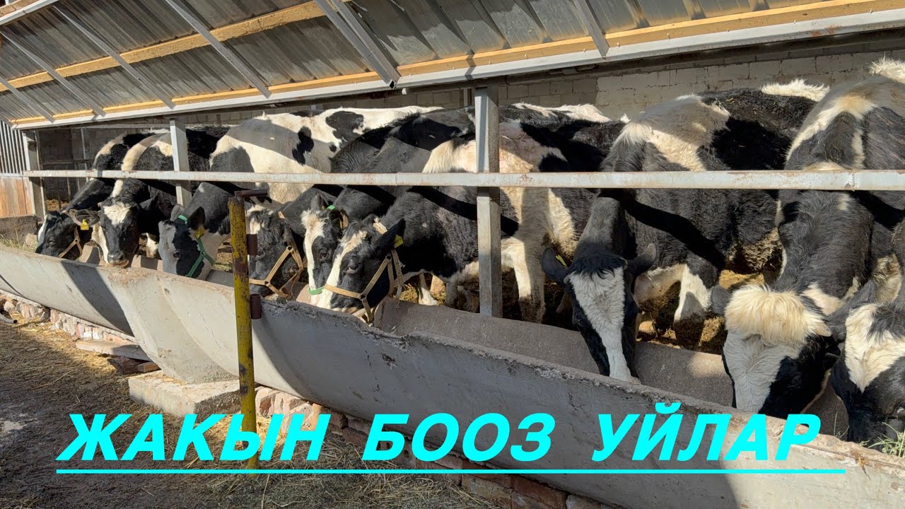 10 баш жакын бооз уйлар сатылат 0702105459 /0555105459