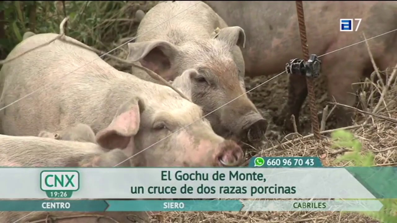TPA Conexión AST Gochu monte